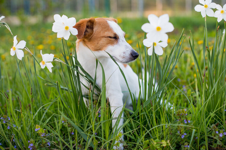 rsz how to know if your dog has allergies