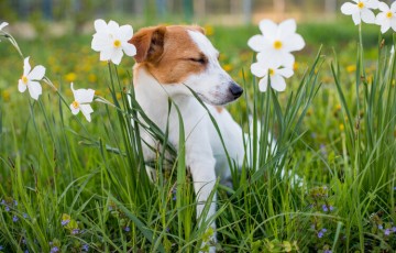 rsz how to know if your dog has allergies