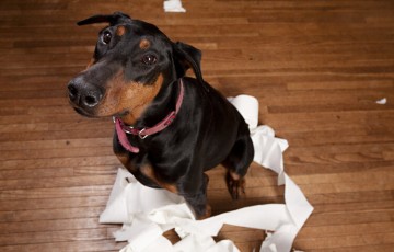 rsz how to toilet train your new puppy