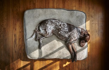 rsz how to wash a dogs bed