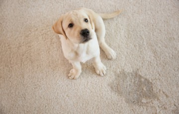 rsz quick fire ways to remove pesky pet stains