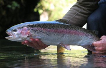 rsz rug trout